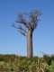 Thumbs/tn_Madagaskar, 25.05.-10.06.07, Foto (439), Baobab (Affenbrotbaum).jpg